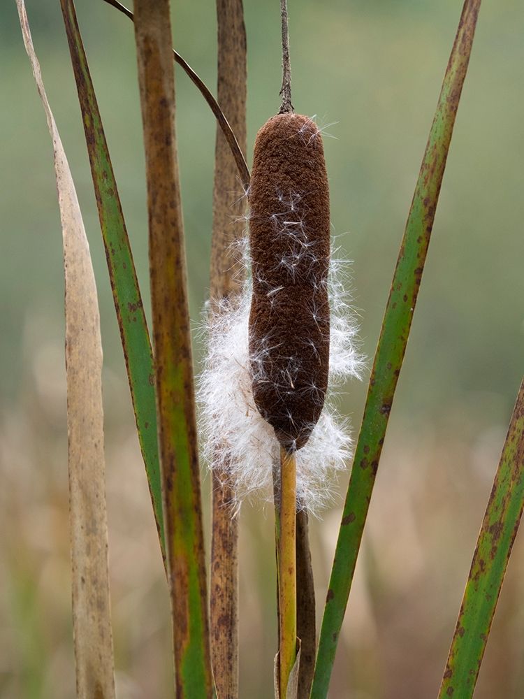 WA-Juanita Bay Wetland-Cattail